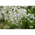 THALICTRUM delavayi 'Splendide White' THALICTRUM delavayi 'Splendide White'