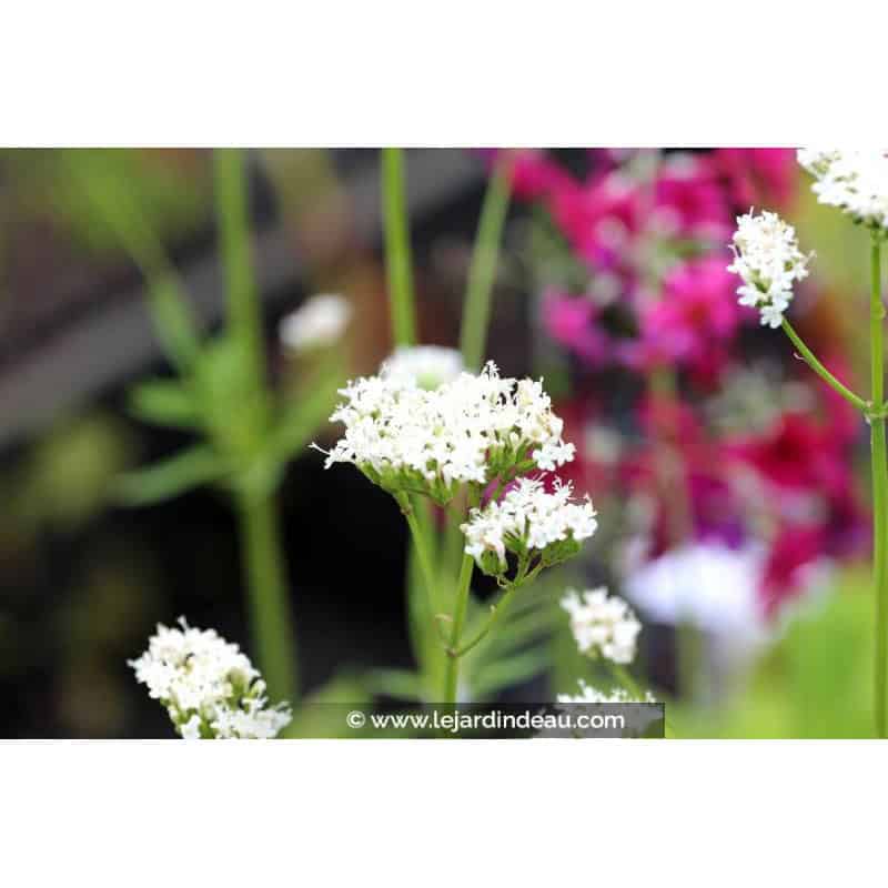 VALERIANA phu 'Aurea' VALERIANA phu 'Aurea'