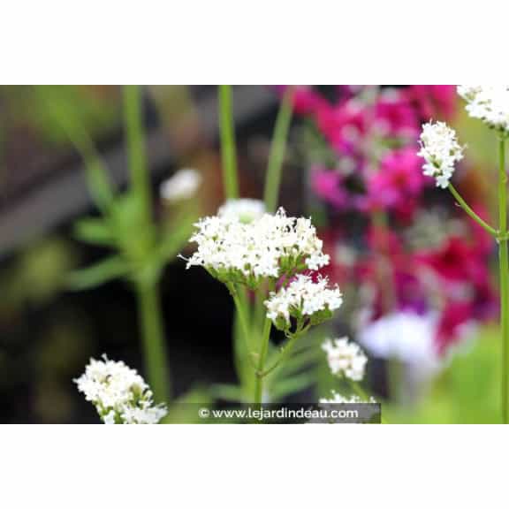 VALERIANA phu 'Aurea'