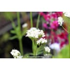 VALERIANA phu 'Aurea' VALERIANA phu 'Aurea'