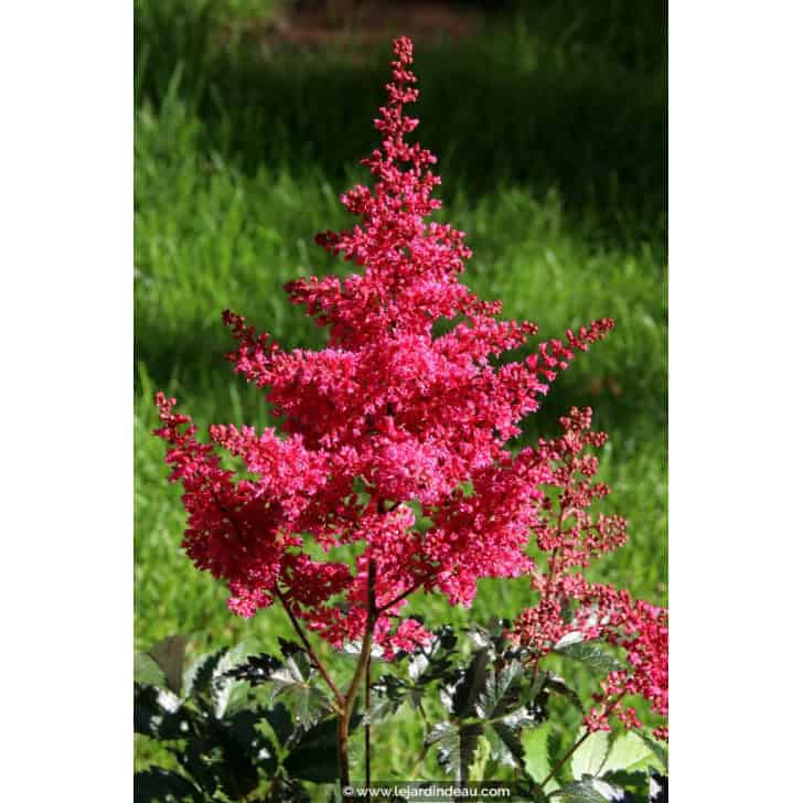 ASTILBE japonica 'Montgomery'