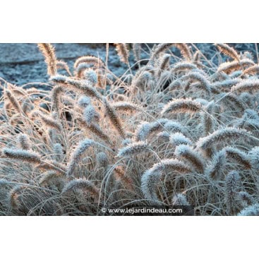 PENNISETUM alopecuroides \'Little Bunny\' - Herbe aux écouvillons / African feather grass