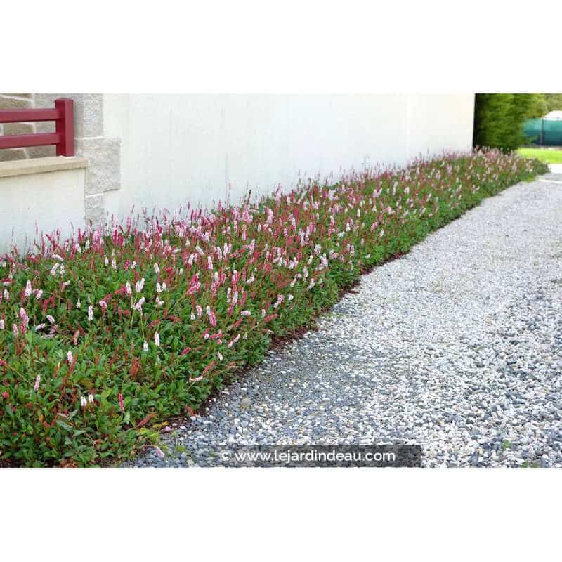 PERSICARIA affinis 'Darjeeling Red' PERSICARIA affinis 'Darjeeling Red'