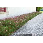 PERSICARIA affinis 'Darjeeling Red' PERSICARIA affinis 'Darjeeling Red'