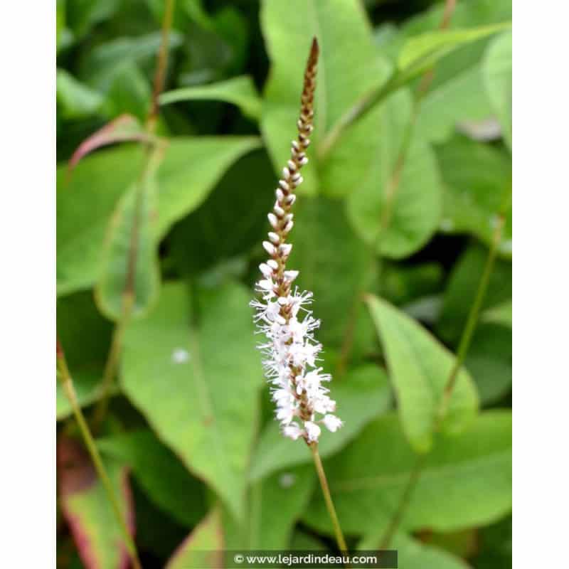 PERSICARIA amplexicaulis 'Alba' PERSICARIA amplexicaulis 'Alba'