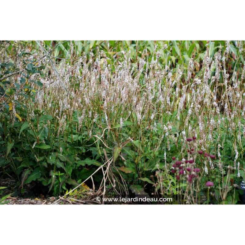 PERSICARIA amplexicaulis 'Alba' PERSICARIA amplexicaulis 'Alba'