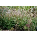PERSICARIA amplexicaulis 'Alba' PERSICARIA amplexicaulis 'Alba'
