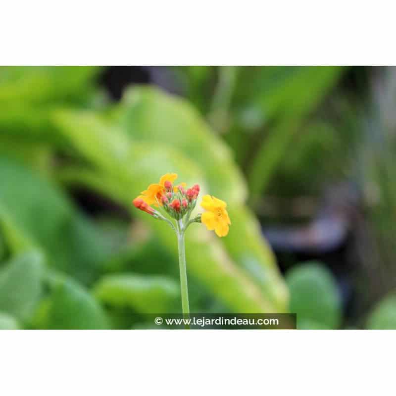 PRIMULA bulleyana PRIMULA bulleyana