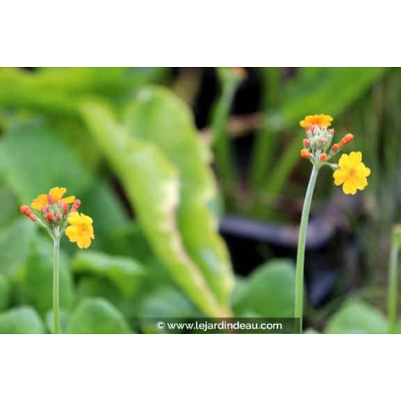 PRIMULA bulleyana