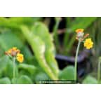 PRIMULA bulleyana PRIMULA bulleyana