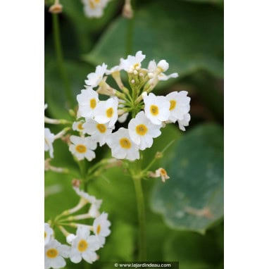PRIMULA japonica \'Alba\' - Primevère japonaise