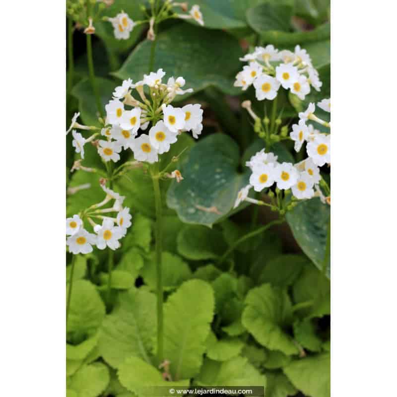 PRIMULA japonica 'Alba'