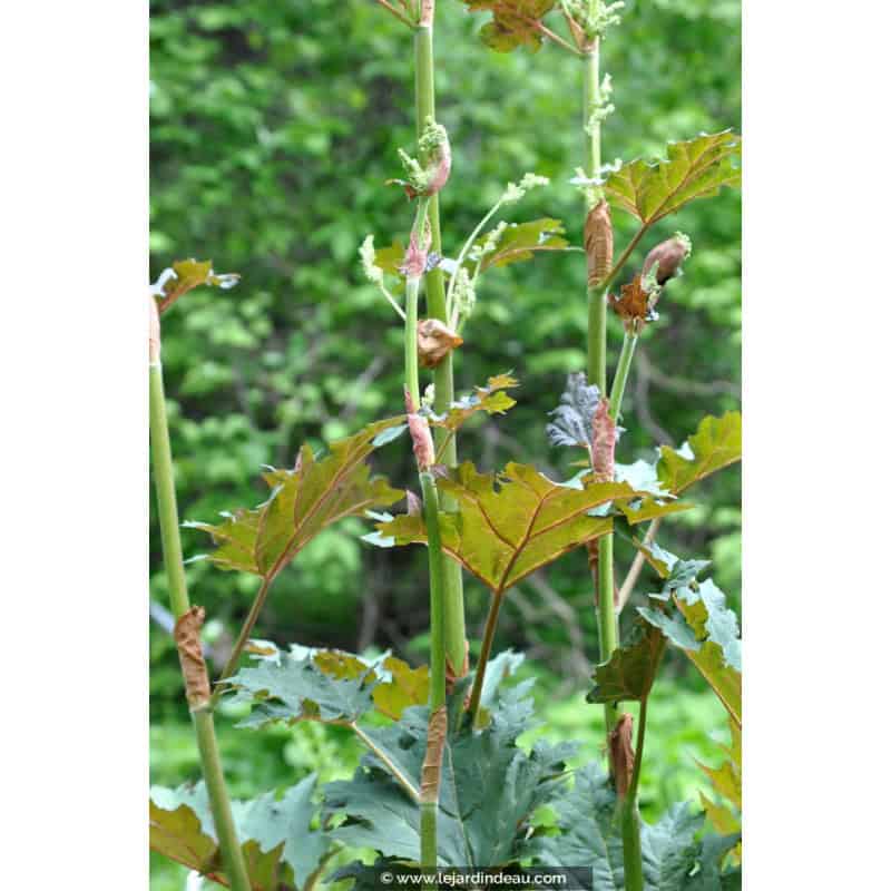 RHEUM palmatum var. tanguticum RHEUM palmatum var. tanguticum