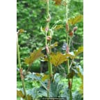 RHEUM palmatum var. tanguticum RHEUM palmatum var. tanguticum