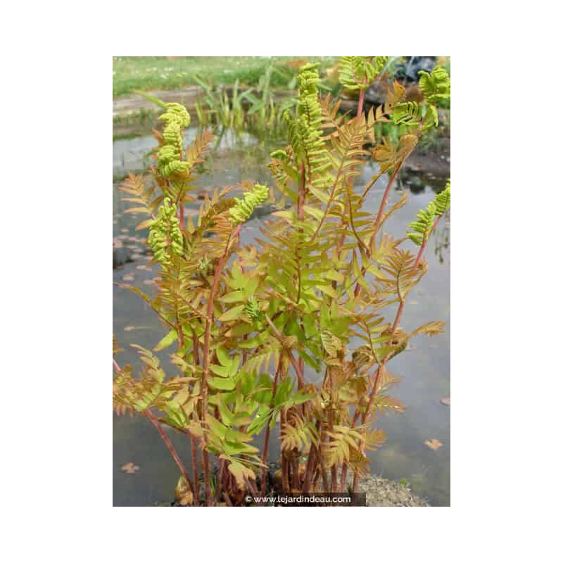 OSMUNDA regalis OSMUNDA regalis