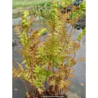 OSMUNDA regalis OSMUNDA regalis