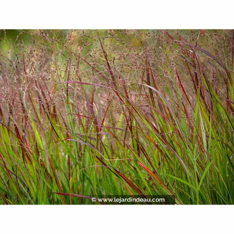 PANICUM virgatum 'Shenandoah' PANICUM virgatum 'Shenandoah'