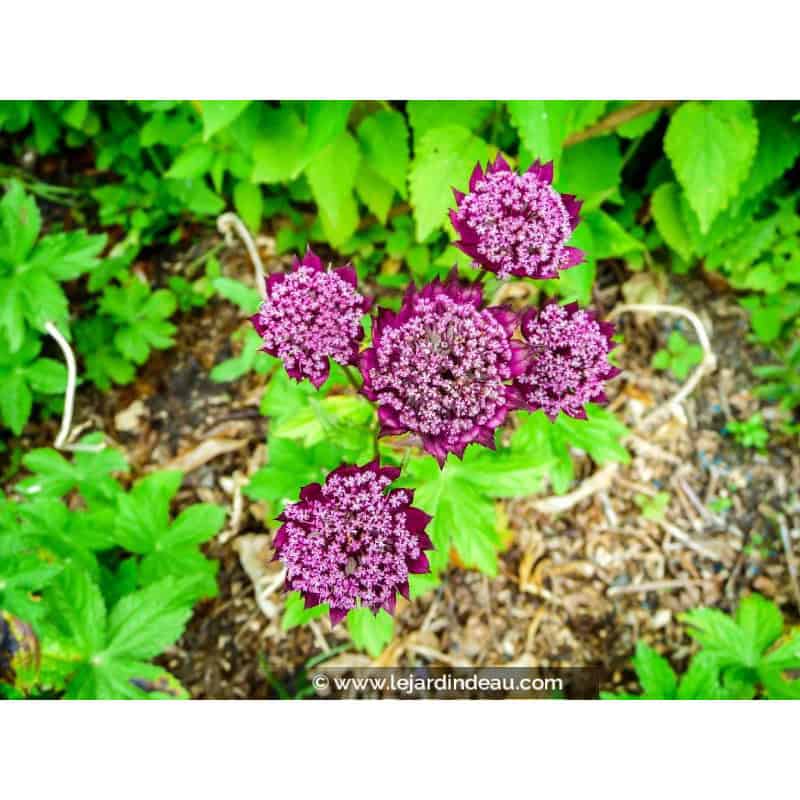 ASTRANTIA major 'Ruby Wedding' ASTRANTIA major 'Ruby Wedding'