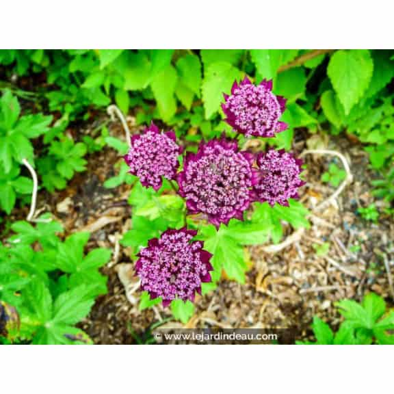 ASTRANTIA major 'Ruby Wedding'