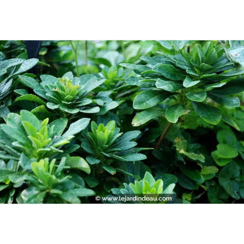 EUPHORBIA amygdaloïdes var. robbiae EUPHORBIA amygdaloïdes var. robbiae