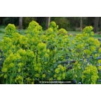 EUPHORBIA amygdaloïdes var. robbiae EUPHORBIA amygdaloïdes var. robbiae