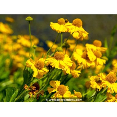 HELENIUM autumnale \'Pumilum Magnificum\' - Hélénie