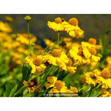 HELENIUM autumnale \'Pumilum Magnificum\' - Hélénie