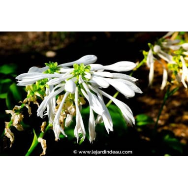HOSTA plantaginea \'Grandiflora\' - Hosta, Funkia, Lis plantain
