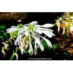 HOSTA plantaginea 'Grandiflora' HOSTA plantaginea 'Grandiflora'