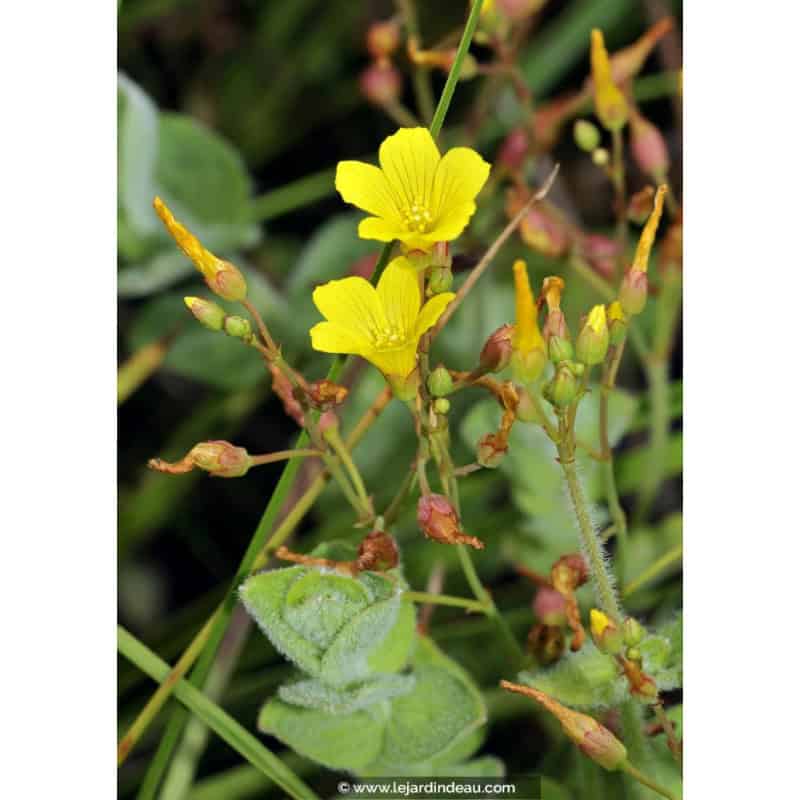 HYPERICUM elodes HYPERICUM elodes