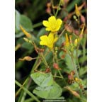 HYPERICUM elodes HYPERICUM elodes