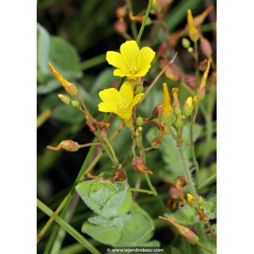 HYPERICUM elodes - Millepertuis des marais