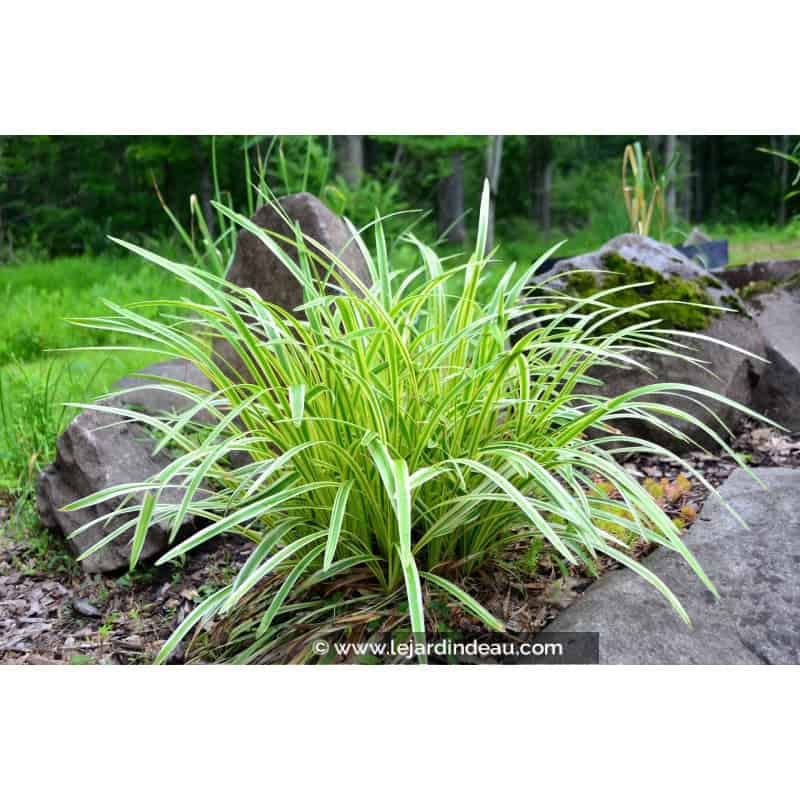 LIRIOPE muscari 'Variegata' LIRIOPE muscari 'Variegata'