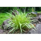 LIRIOPE muscari 'Variegata' LIRIOPE muscari 'Variegata'