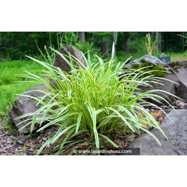 LIRIOPE muscari \'Variegata\' - liriope panaché / Muscaris d\'automne panaché