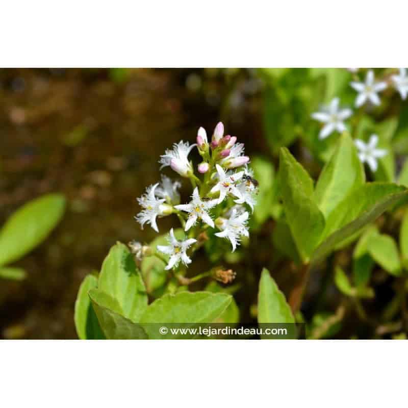 MENYANTHES trifoliata MENYANTHES trifoliata