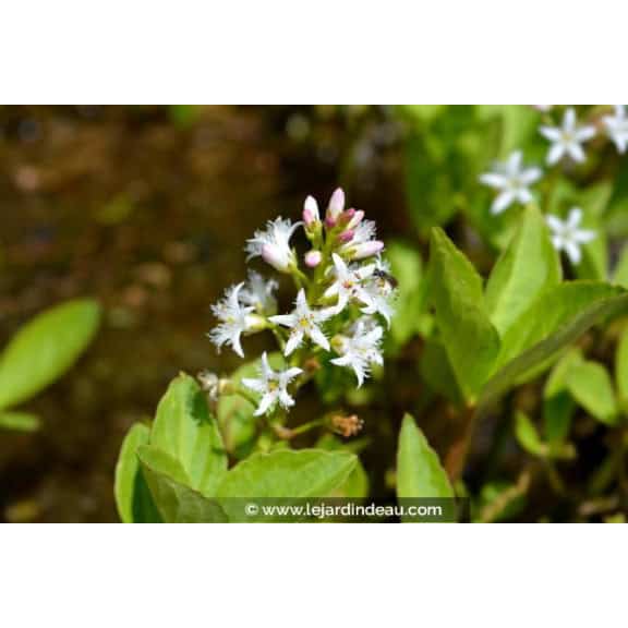 MENYANTHES trifoliata