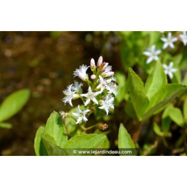 MENYANTHES trifoliata - Trèfle d\'eau / Bog Bean