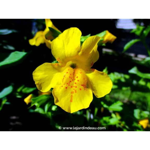 MIMULUS luteus