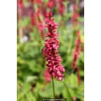 PERSICARIA amplexicaulis 'Inverleith' PERSICARIA amplexicaulis 'Inverleith'