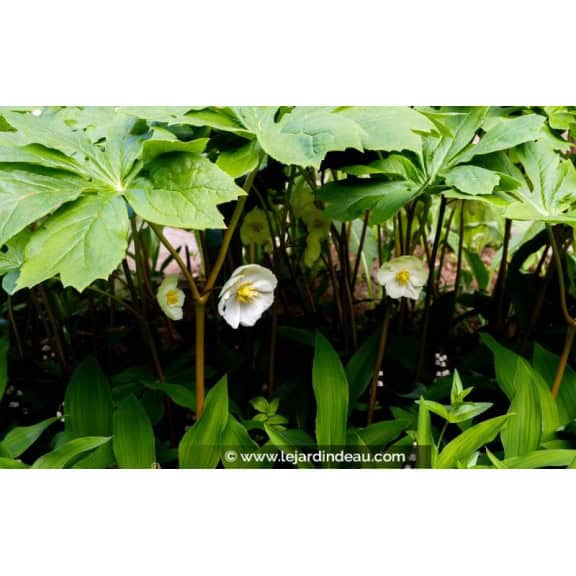 PODOPHYLLUM peltatum