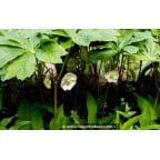 PODOPHYLLUM peltatum PODOPHYLLUM peltatum