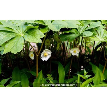PODOPHYLLUM peltatum - Podophylle pelté
