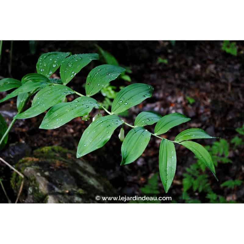 POLYGONATUM multiflorum POLYGONATUM multiflorum
