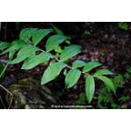 POLYGONATUM multiflorum POLYGONATUM multiflorum