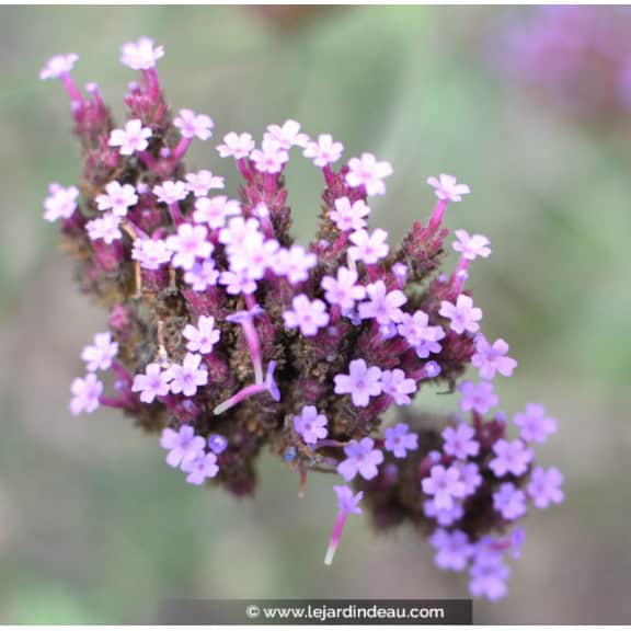 VERBENA bonariensis