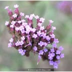 VERBENA bonariensis VERBENA bonariensis