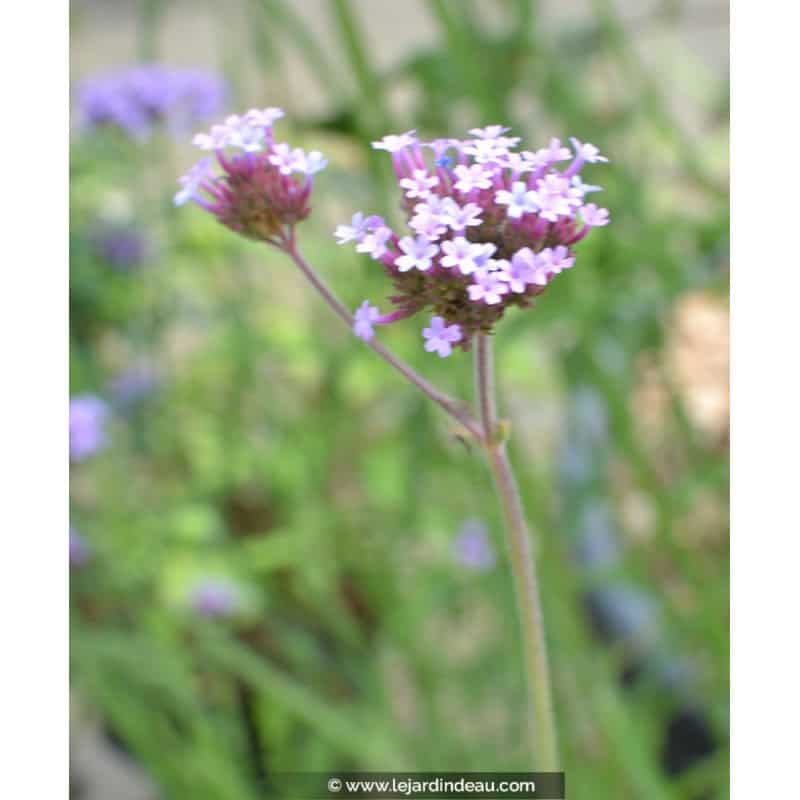 VERBENA bonariensis VERBENA bonariensis