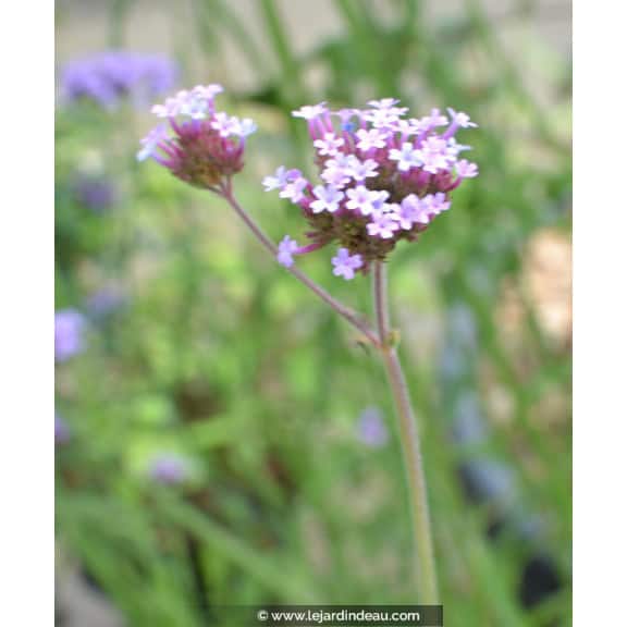 VERBENA bonariensis