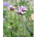 VERBENA bonariensis VERBENA bonariensis